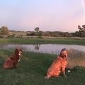 Dogs watching rainbow~by Bob Pope