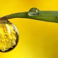 Flower within a drop of water