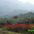 紅花山巒