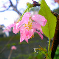 紅淡山的櫻花 - 1