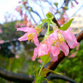 紅淡山的櫻花 - 2