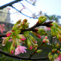 紅淡山的櫻花 - 3