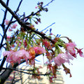 紅淡山的櫻花 - 4