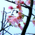 紅淡山的櫻花 - 5
