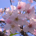 天元宮櫻花1
