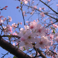 天元宮櫻花2