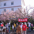 櫻花樹下馬場