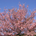 塔旁滿開櫻花樹