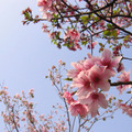 【最美的春日時光】－粉藍，粉紅