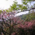 2010陽明山花季 - 8