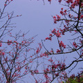 2010陽明山花季 - 9