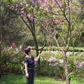 2010陽明山花季 - 12