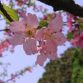 射透花瓣的光線，讓櫻花有了不同的色彩