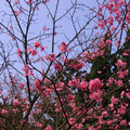 2010陽明山花季 - 20