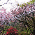 2010陽明山花季 - 1