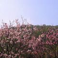 2010陽明山花季 - 14