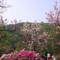 2010陽明山花季 - 15