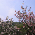 2010陽明山花季 - 16