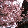 面對塔的左手邊這棵櫻花樹超茂盛，去年也在這棵下面拍很久~
