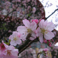 櫻花樹上總是飛滿各種蜂類，明年的櫻花就靠他們了~