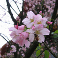 【最美的春日時光】－蜂與櫻的邂逅