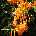 每年春天都盛開的爆竹花，總帶來一季的豔橙，讓人忍不住記錄下他們的身影！