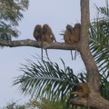 去非洲給狒狒看(老夫2008年2月攝於西非)