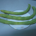 九仁菜豆