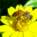 採花蜂