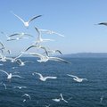 自由飛翔的海鷗，翱翔飛翔的姿態～
海鷗自由自在的飛翔在人群中～