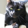 馬當娜,我們的另隻八歲黑貓　
