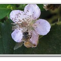 覆盆子花的蜜蜂