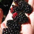 黑莓摘摘樂