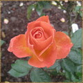 香水玫瑰, 大型英國玫瑰, 花型全開後呈碗形.
　