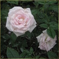 玫瑰花 - 3