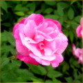 玫瑰花 - 5