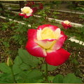 玫瑰花 - 2