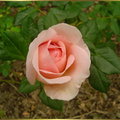 玫瑰花 - 4