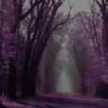 moris forest purple 1024x581