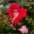 2011 玫瑰花 - 4