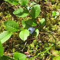 這就是森林中長的藍莓