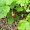 Sigulda森林動物園裡的野草莓