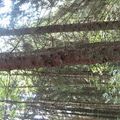 Sigulda森林動物園綿密高大的樹木