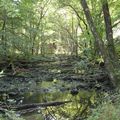天然的森林溪流好似沼澤