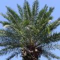 藍天下的椰子樹