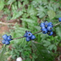 藍寶石般的漿果