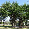 印度橡膠樹
