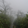 霧中的昆欄樹林