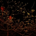夜空下的欖仁樹