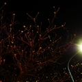 燈光下的欖仁樹